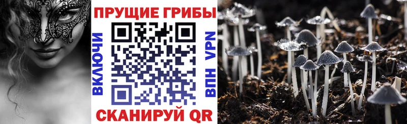 Псилоцибиновые грибы MAGIC MUSHROOMS  продажа наркотиков  Ленинградская 